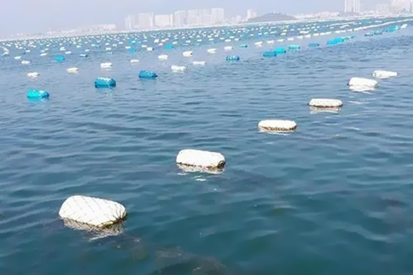大亚湾养殖基地