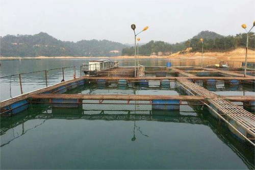 河源万绿湖养殖基地