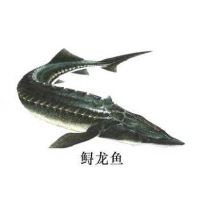 鱘龍魚