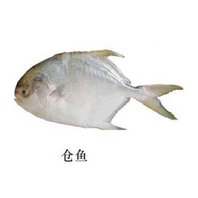 倉魚